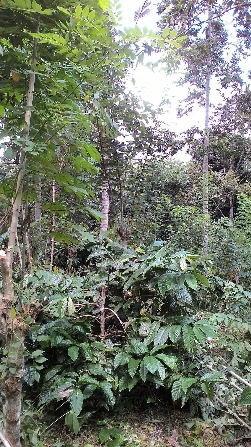 Wana Lestari community documentation photo 8